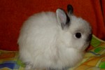 Карликовый лисий кролик