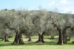 Олива европейская,Оливковое дерево