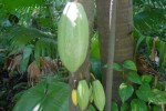 Какао или шоколадное дерево