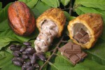 Какао или шоколадное дерево