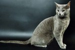 Русская голубая кошка
