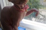 Канадский сфинкс (кошка) | Габриэлла