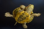 Черепаха среднеазиатская (обыкновенная, домашняя)