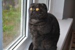 Шотландская вислоухая кошка | Лапуля)
