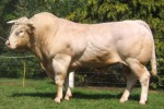 Корова | Аквитанская порода