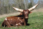 Корова | Порода ватусси