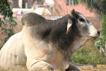 Корова | ХАРИ-КАТХА - священная корова :)
