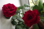 Роза комнатная