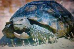 Черепаха среднеазиатская (обыкновенная, домашняя)