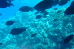 Куда поехать отдыхать этим летом | рыбы и кораллы Красного моря