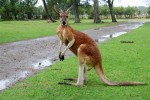 Дикая Австралайзия | Рыжий кенгуру