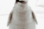 Пингвин императорский