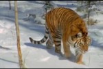 Жизнь млекопитающих | Амурский тигр