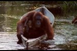 Жизнь млекопитающих | Орангутан в лодке