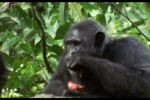 Жизнь млекопитающих | Шимпанзе после охоты