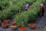 Ягоды Годжи | кусты ягоды годжи в Китае