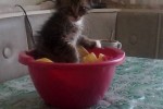 Кошка беспородная | Тиша чистит картошку