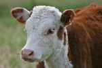 Корова | Глаза у коровы большие и красивые