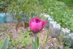 Тюльпан | Пионовидные тюльпаны