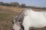 Лошадь | Морда и глаза белого коня